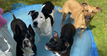 elodie pet sitter à BONNEVAL 28800_10