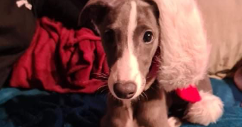 elina pet sitter à BREST 29200_5