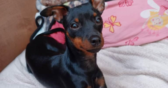 marina pet sitter à MONS EN BAROEUL 59370_12