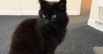 amanda pet sitter à Puget-Sur-Argens 83480_2
