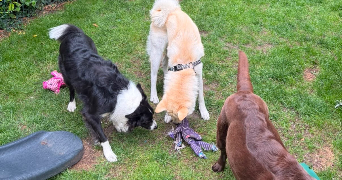 louise pet sitter à PARIS 11 75011_5