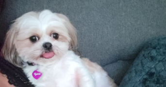 maxime pet sitter à POISSY 78300_4