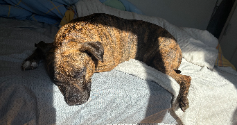 justine pet sitter à MAINCY 77950_1