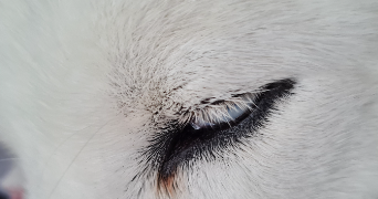 géraldine pet sitter à MOURS 95260_1