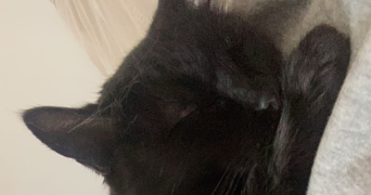 alicia pet sitter à TOULOUSE 31000_2