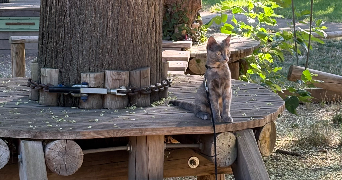 margot pet sitter à AVIGNON 84000_3