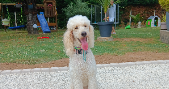 elodie pet sitter à ST MARTIN LA PALLU 86380_4