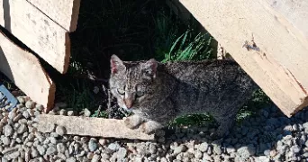 moïra pet sitter à BELLEY 01300