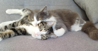 elodie pet sitter à CARNOULES 83660_3