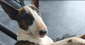 valentin pet sitter à BENODET 29950_4