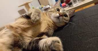 anais pet sitter à DIJON 21000_2