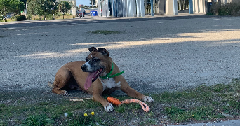 lucile pet sitter à QUIMPER 29000_3
