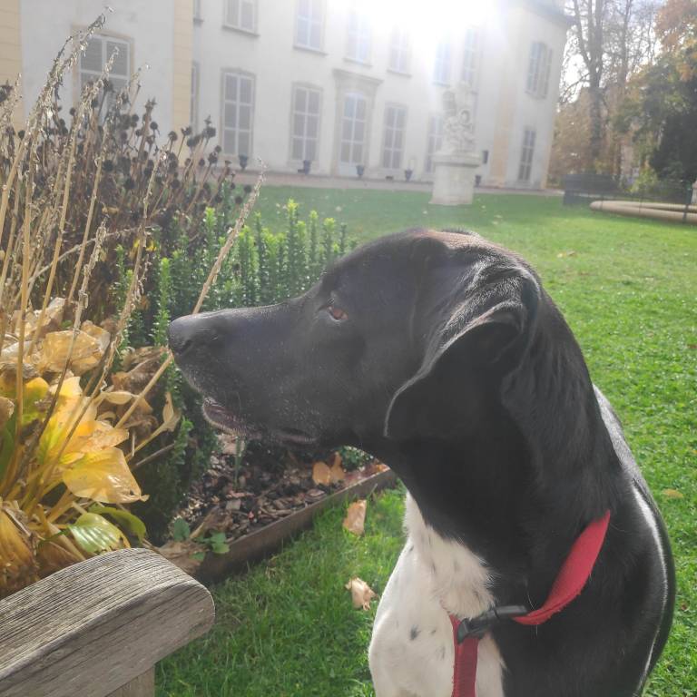 prescillia pet sitter à Montigny-lès-Metz 57950_1