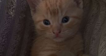 anael pet sitter à MORSBRONN LES BAINS 67360_4