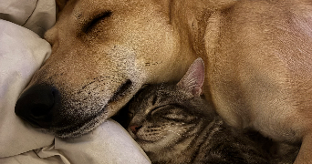 ines pet sitter à BEZIERS 34500_9