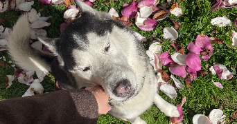 jeanne pet sitter à RENNES 35000_2