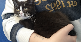 manelle pet sitter à LIÈGE 4000_5