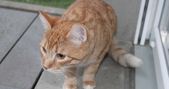 theo pet sitter à BERCK 62600_1