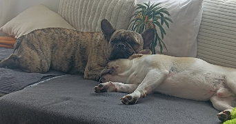 alice pet sitter à ST EGREVE 38120_6