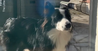 naïa pet sitter à BEYNES 78650_0