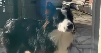naïa pet sitter à BEYNES 78650