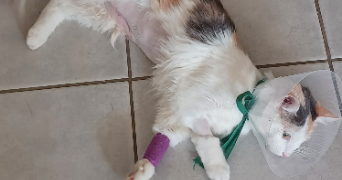 emma pet sitter à LA ROCHELLE 17000_8