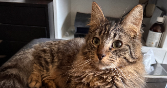 chaima pet sitter à LEVALLOIS PERRET 92300_1