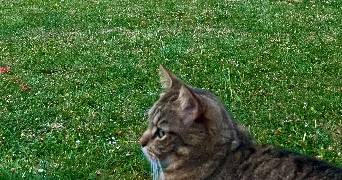 célina pet sitter à LILLE 59000_3