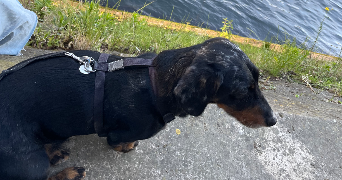 dorothée pet sitter à PARIS 11 75011_2