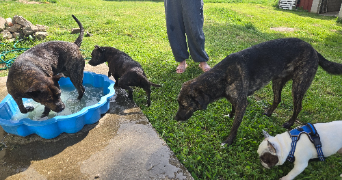 marie pet sitter à BOURBON LANCY 71140_6