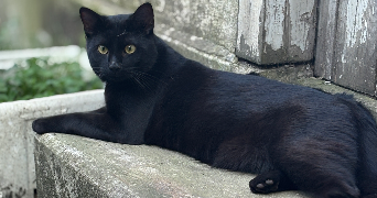 yllona pet sitter à TOURS 37000_1
