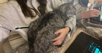 laurie pet sitter à TOULOUSE 31700_2