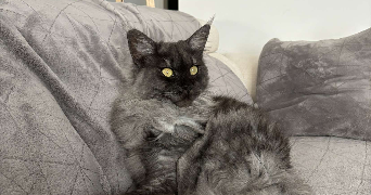 fatiha pet sitter à PERPIGNAN 66100_1
