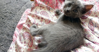 marion pet sitter à TOURS 37000_3