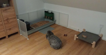 marine pet sitter à GOES 64400_7