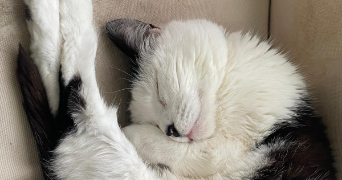 nelsie pet sitter à BORDEAUX 33100_1