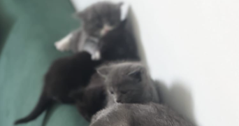 antoine pet sitter à FRESNES 94260_3