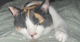 elina pet sitter à BREST 29200_3