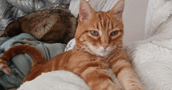 tiffany pet sitter à THYEZ 74300_3