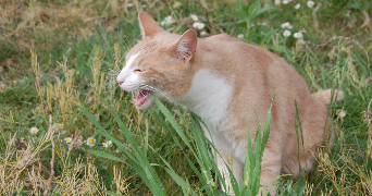 cynthia pet sitter à QUIERS 77720_4