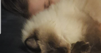 emma pet sitter à FABREGUES 34690_5