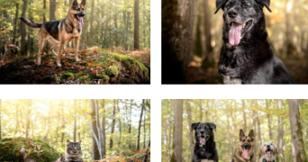 ophélie pet sitter à LA ROCHE SUR YON 85000_6