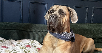 deborah pet sitter à REIMS 51100_2