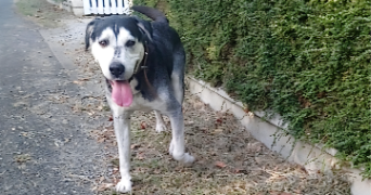 cécile pet sitter à ST MARTIN LA PALLU 86380_3