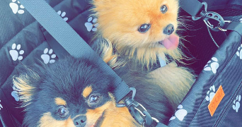 marine pet sitter à VOULANGIS 77580_1