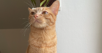 elfie pet sitter à ISSOUDUN 36100_5