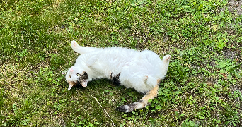lilou pet sitter à BIOT 06410_1