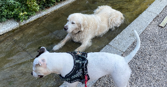 séverine pet sitter à TOULOUSE 31000_7