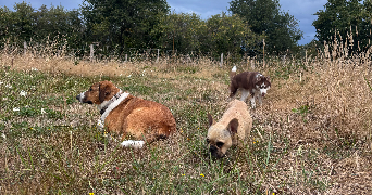 agnès dog sitter à LISLE SUR TARN 81310_4