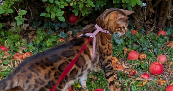 laurie pet sitter à ETAPLES 62630_1